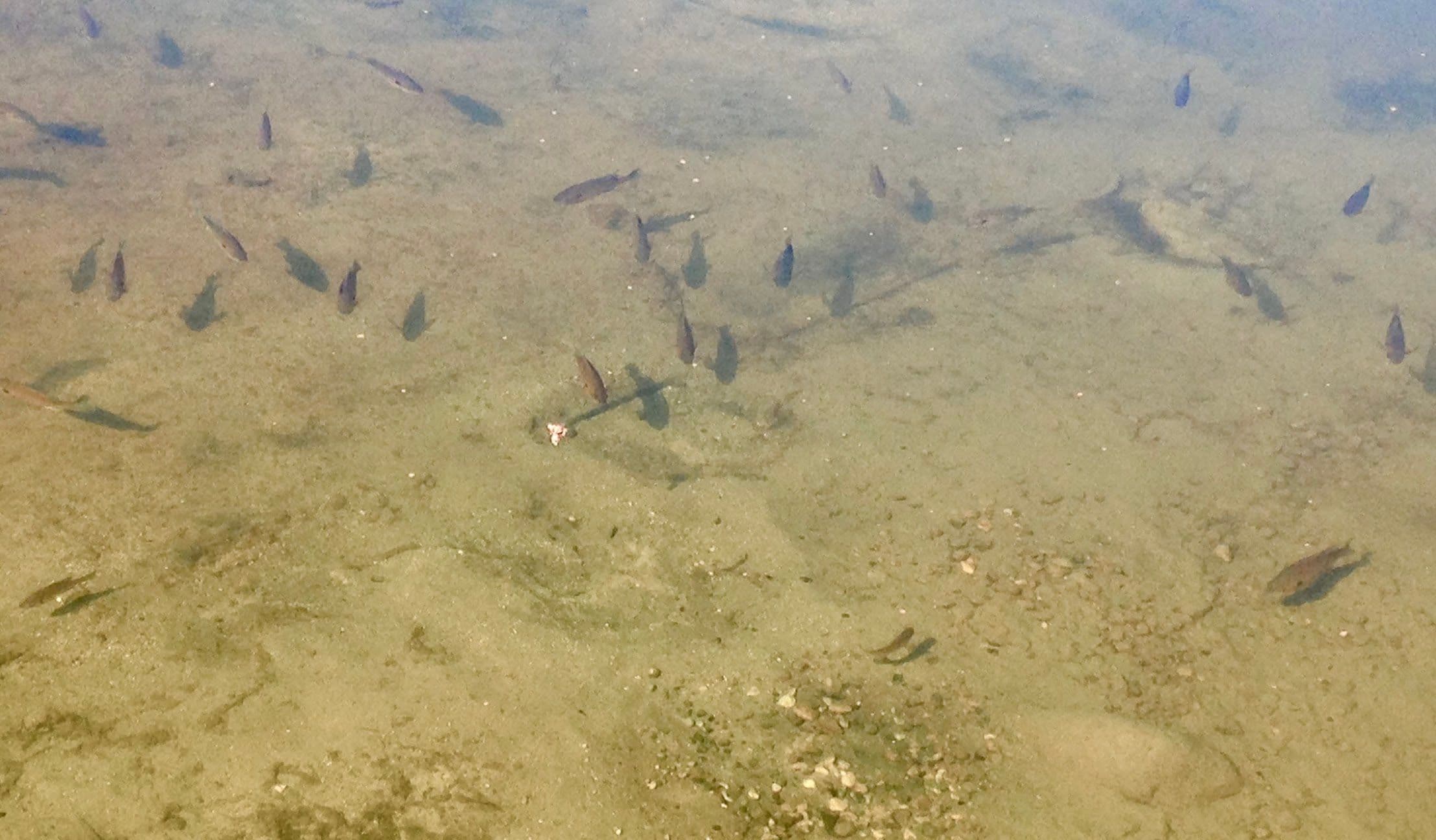 lakemats are an eco friendly alternative to killing lake weeds