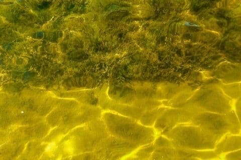 weeds do not grow on lakemat. It shows difference of using the LakeMat vs not